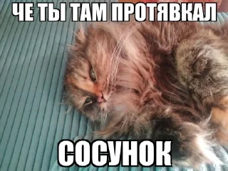 🤩 emoji чё ты там тявкнул, сосунок @TgEmodziBot Telegram sticker 24 of 30