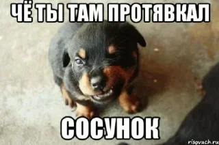 🤩 emoji чё ты там тявкнул, сосунок @TgEmodziBot Telegram sticker 7 of 30