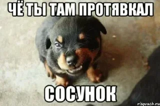 🤩 emoji чё ты там тявкнул, сосунок @TgEmodziBot Telegram sticker 20 of 30