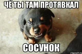 🤩 emoji чё ты там тявкнул, сосунок @TgEmodziBot Telegram sticker 2 of 30