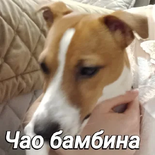 Sticker from Пушок ван лав