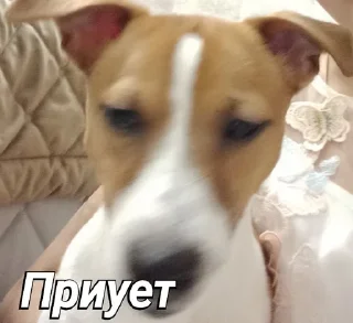 Sticker from Пушок ван лав