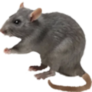 Sticker from rat