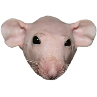 👽 emoji rat Telegram sticker 8 of 13