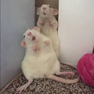 Sticker from rat$$$