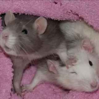 Sticker from rat$$$