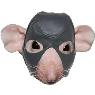 🐁 emoji rat Telegram sticker 5 of 13