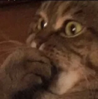 🙀 emoji Котики 2🙀(@Sad_Hedgeh00g) Telegram sticker 22 of 58