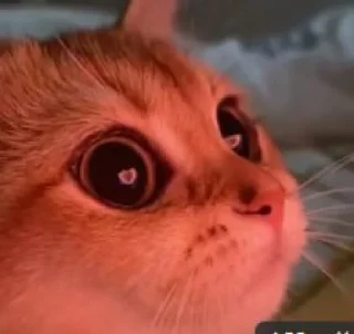 🙀 emoji Котики 2🙀(@Sad_Hedgeh00g) Telegram sticker 16 of 58