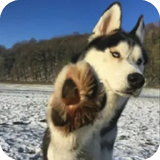 👋 emoji Собакены Telegram sticker 9 of 49