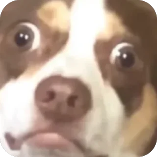 😳 emoji Собакены Telegram sticker 3 of 49