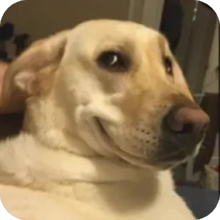 😏 emoji Собакены Telegram sticker 20 of 49