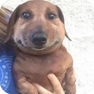 🙂 emoji Собакены Telegram sticker 2 of 49