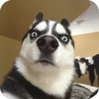 😤 emoji Собакены Telegram sticker 17 of 49