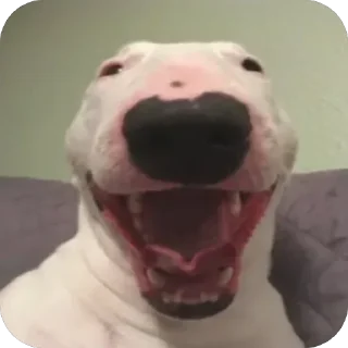 😂 emoji Собакены Telegram sticker 14 of 49