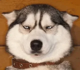 😑 emoji Собакены Telegram sticker 8 of 49