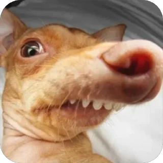 🤓 emoji Собакены Telegram sticker 21 of 49