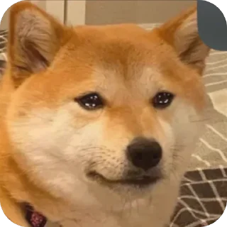 🥺 emoji Собакены Telegram sticker 12 of 49