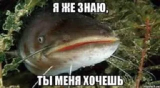 😐 emoji няшки рыбяшки Telegram sticker 19 of 19