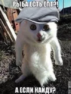 😤 emoji няшки рыбяшки Telegram sticker 15 of 19