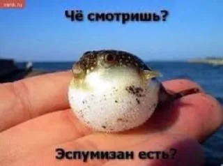 💨 emoji няшки рыбяшки Telegram sticker 18 of 19