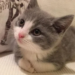 🥺 emoji Больше стиков тут: @stikery4 Telegram sticker 12 of 120