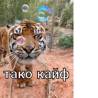 Sticker from Тигры🤝🐯🔥🐅