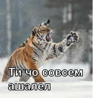 Sticker from Тигры🤝🐯🔥🐅