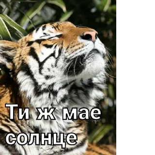 Sticker from Тигры🤝🐯🔥🐅