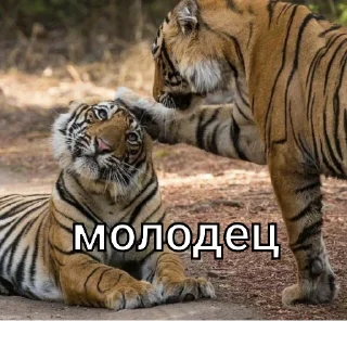 Sticker from Тигры🤝🐯🔥🐅