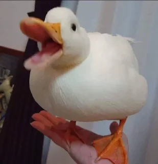 😡 emoji Le Ducc • @TgStickery Telegram sticker 5 of 77