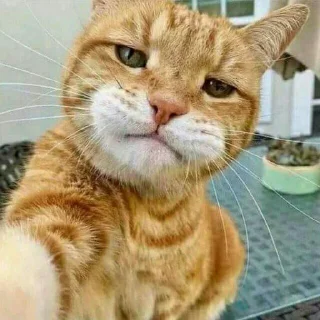 🤔 emoji @Thee_bos @DTOUserBot Paketi 1 Telegram sticker 3 of 19