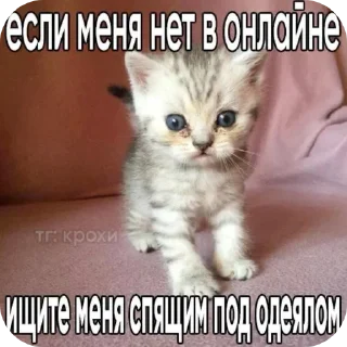 🐱 emoji Иди отсюда^•^ Telegram sticker 8 of 35