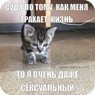 🐱 emoji Иди отсюда^•^ Telegram sticker 7 of 35