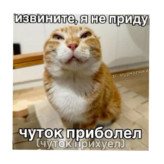 🐱 emoji Иди отсюда^•^ Telegram sticker 1 of 35