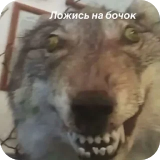 🤲 emoji Иди отсюда^•^ Telegram sticker 2 of 35