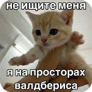 🐱 emoji Иди отсюда^•^ Telegram sticker 18 of 35