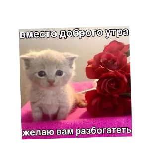 🐱 emoji Иди отсюда^•^ Telegram sticker 6 of 35