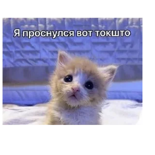 🐱 emoji Иди отсюда^•^ Telegram sticker 5 of 35
