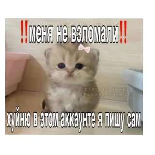 🐱 emoji Иди отсюда^•^ Telegram sticker 4 of 35