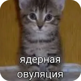 🐱 emoji Иди отсюда^•^ Telegram sticker 3 of 35