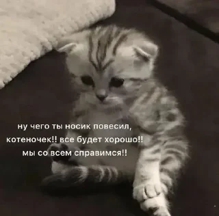 💓 emoji Кисы наркоши Telegram sticker 21 of 38