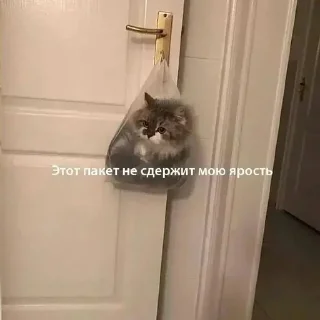 😡 emoji Кисы наркоши Telegram sticker 14 of 38