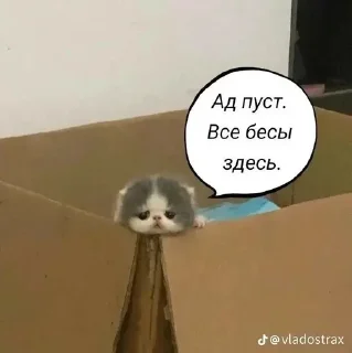😇 emoji Кисы наркоши Telegram sticker 12 of 38