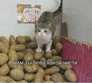 😭 emoji Кисы наркоши Telegram sticker 5 of 38