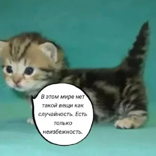 ☠️ emoji Кисы наркоши Telegram sticker 6 of 38