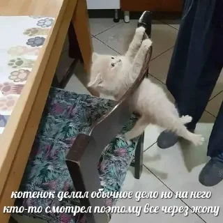 😭 emoji Кисы наркоши Telegram sticker 23 of 38