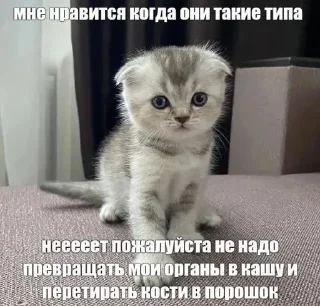 🥰 emoji Кисы наркоши Telegram sticker 13 of 38