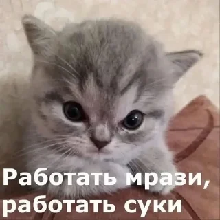 🥰 emoji Кисы наркоши Telegram sticker 19 of 38