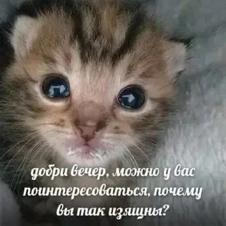 🥰 emoji Кисы наркоши Telegram sticker 2 of 38